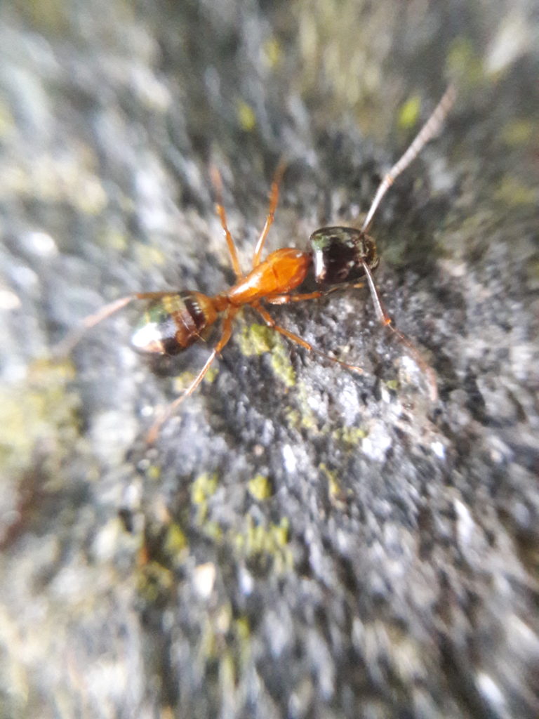 Alexis Cicciù, Camponotus sp.