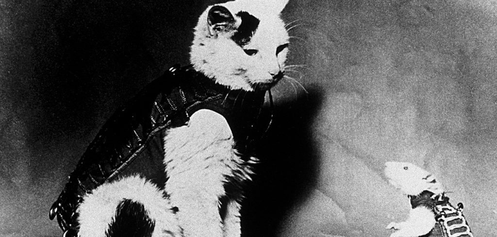 La chatte Félicette, héroïne d’un vol spatial réussi à bord de la fusée Véronique AGI en 1963, et le rat Hector, passager d’un précédent vol lancé le 22 février 1961 © CNES