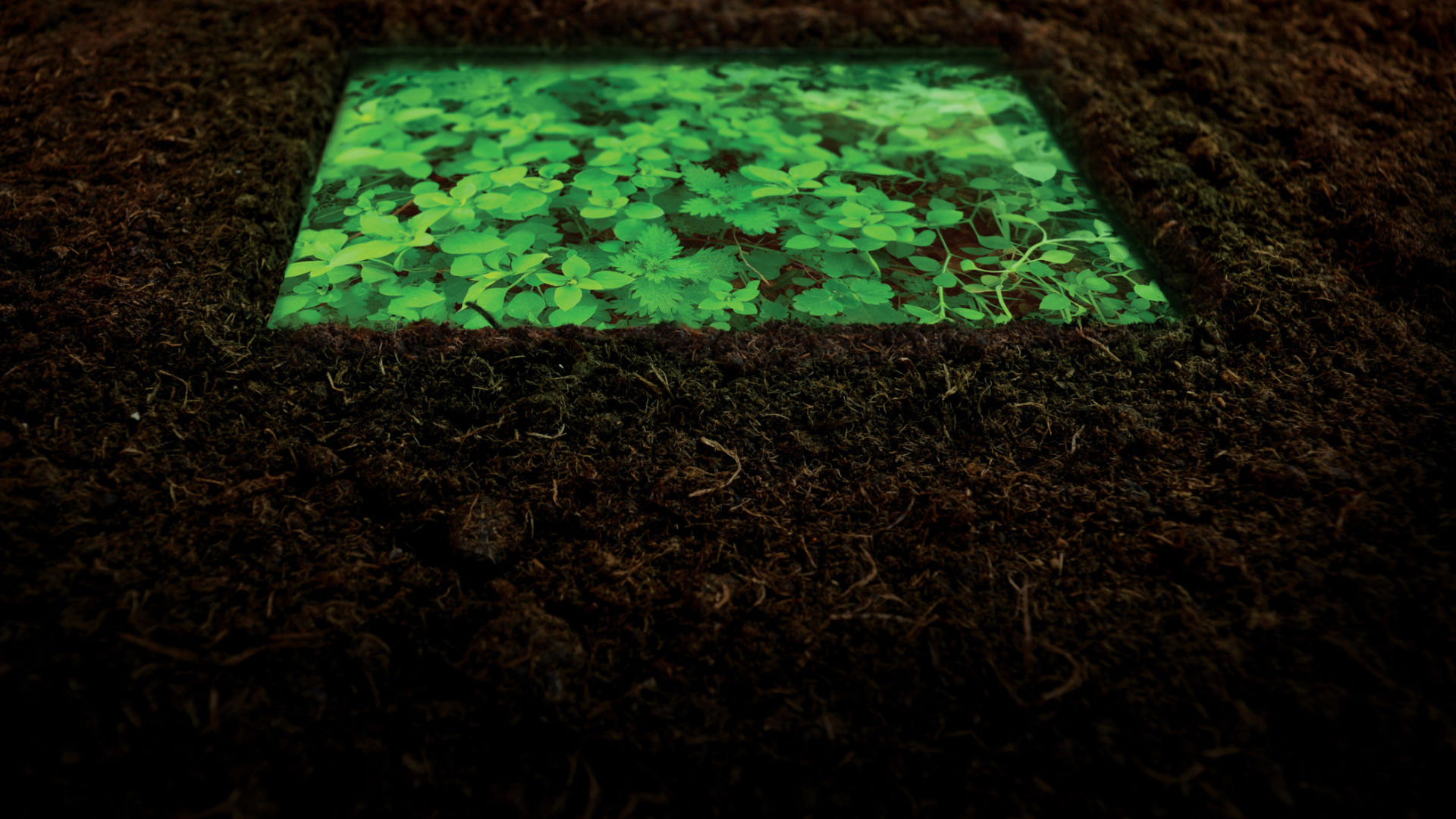 Ozan Atalan, Nelipot, 2019, video installation