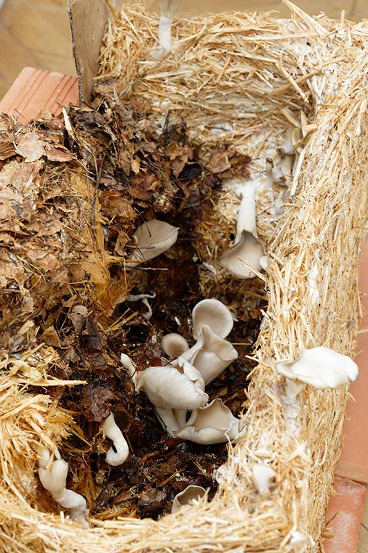 Matière organique en processus de fermentation, champignons une oeuvre de l'artiste Natsuko Uchin