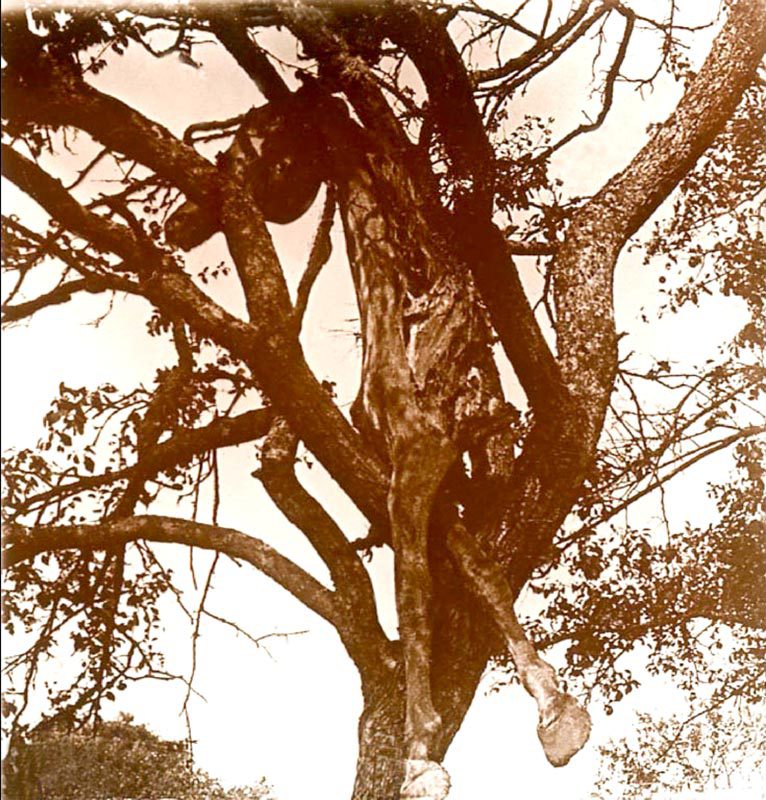 Carcasse de cheval dans un arbre