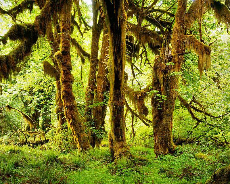 Forêt tropicale de Hoh