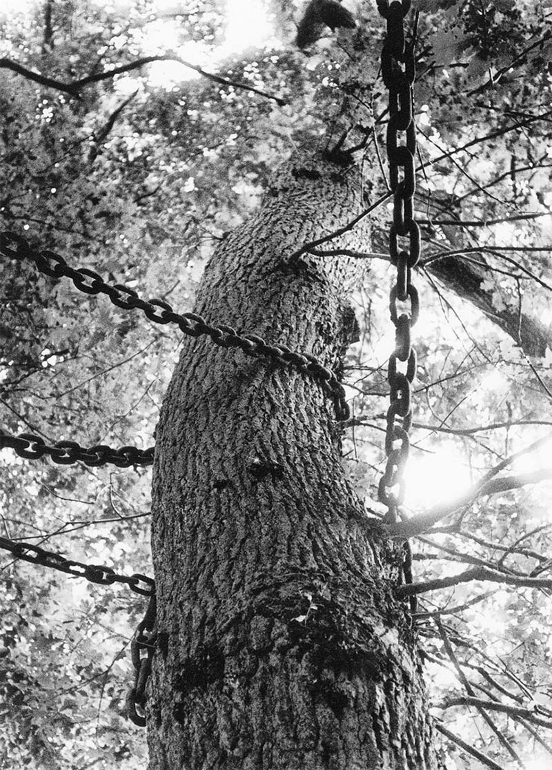 Agnes Denes, rice, tree, burial